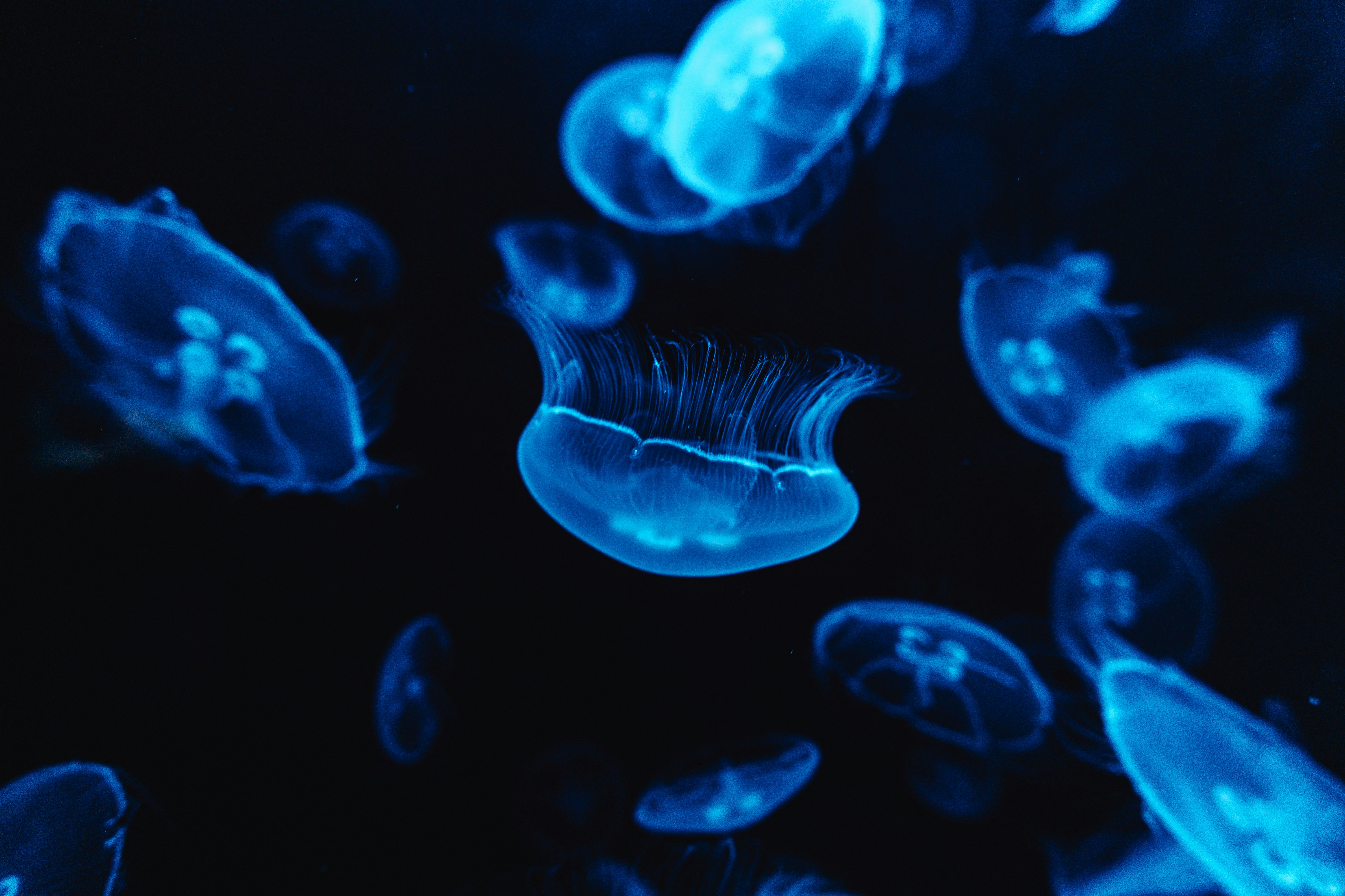 Jellyfish AIGC Example